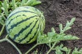 Natural ripe, juicy, organic watermelon growing in the field or garden. Russian homemade product. Autumn harvest time in the farm. Royalty Free Stock Photo