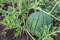 Natural ripe, juicy, organic watermelon growing in the field or garden. Russian homemade product. Autumn harvest time in the farm. Royalty Free Stock Photo