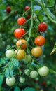 Wet green and red tomatoes growing in a garden Royalty Free Stock Photo