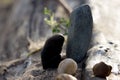 Natural river stones, natural still life.