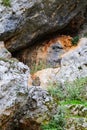 Natural rock formation near Delphi Greece wiith cat sitting contentedly on lichen and moss covered rock