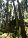 Natural roof without sky