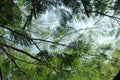 Natural roof from tree top with dark green leafs and brown branches. view to the sunlight and blue sky nice for wallpaper backgrou