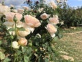 Natural rose garden in agriculture life