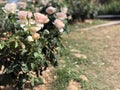 Natural rose garden in agriculture life