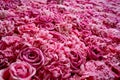 Natural roses background closeup