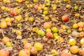 Natural rotten, decomposing red and green apples on the ground among dry leaves in the fall autumn season, having fallen not far