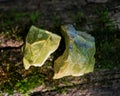 Natural rough Green Opal stone from Madagascar on a tree bark in the forest