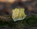 Natural rough Green Opal stone from Madagascar on a tree bark in the forest