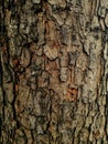 Natural rough tree bark texture close-up. Features organic brown and grey patterns, Royalty Free Stock Photo