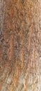Natural Rough Tree Bark Texture Close Up Organic Wood Background Royalty Free Stock Photo
