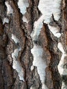 Age cracks birch bark, the surface close-up. Black and white shades of the texture of a tree trunk with a large number of cracks. Royalty Free Stock Photo