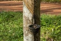 Natural rubber hevea