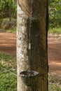 Natural rubber hevea