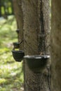 Natural rubber hevea