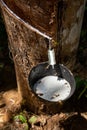 Natural rubber, rubber extraction from Hevea wood. White hevea juice