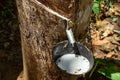 Natural rubber, rubber extraction from Hevea wood. White hevea juice