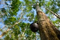 Natural rubber latex bowl on rubber tree