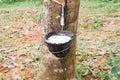 Natural rubber latex or milk dripping from rubber tree into the bowl on blurred rubber garden
