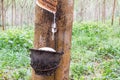 Natural rubber latex or milk dripping from rubber tree into the bowl on blurred rubber garden in Phangnga province