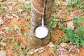 Natural rubber latex or milk dripping from rubber tree into the bowl