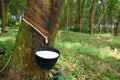 Natural rubber latex trapped from rubber tree, Royalty Free Stock Photo