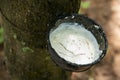 Natural rubber latex trapped from rubber tree in Thailand. Royalty Free Stock Photo