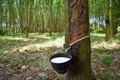 Natural rubber latex trapped from rubber tree Royalty Free Stock Photo