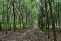 Natural rubber plantation, Rubber tree forest.