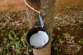 Natural Rubber Sap or Latex being Extracted by Tapping the Rubber Plant