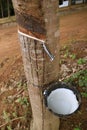 Natural Rubber Tapping Process in the Mountainside Plantation of Thailand