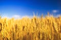 Natural rural landscape with a field of Golden wheat ears against a blue clear sky matured on a warm summer Sunny day