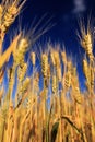 rural landscape with a field of Golden wheat ears against a blue clear sky matured on a warm summer Sunny day Royalty Free Stock Photo