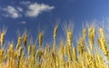 Natural rural landscape with a field of Golden wheat ears against a blue clear sky matured on a warm summer Sunny day Royalty Free Stock Photo