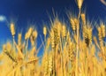 Natural rural landscape with a field of Golden wheat ears against a blue clear sky matured on a warm summer Sunny day Royalty Free Stock Photo