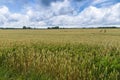 Natural rye field blue sky and clouds landscape Royalty Free Stock Photo