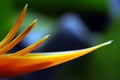 Heliconia flower close up Royalty Free Stock Photo