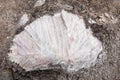 Natural salt rock. Salt texture in Peruvian Royalty Free Stock Photo