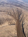 Natural sand pattern on beach, resembling tree. Nature background. Royalty Free Stock Photo