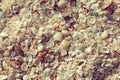 Natural sand and shells background. Black sea shell on the coast. Seashells collection. Close up. Toned. Royalty Free Stock Photo