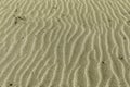 natural sandy beach texture, close-up, background Royalty Free Stock Photo