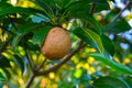 Natural sapote with leaves in tree Royalty Free Stock Photo