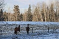 Winter snow landscapes horses