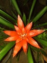 Natural scarlet star in a garden Royalty Free Stock Photo