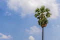 The natural scene of a asia sugar palm tree with a blue sky background a high resolution suitable for graphic. Space for advertisi Royalty Free Stock Photo