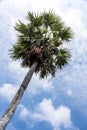 The natural scene of a asia sugar palm tree with a blue sky background a high resolution suitable for graphic. Space for advertisi Royalty Free Stock Photo
