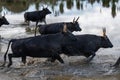 natural scene in Camargue with bulls Royalty Free Stock Photo