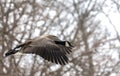 Goose. Canada goose in flight.Scene from wisconsin natural area. Royalty Free Stock Photo