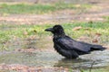 Natural scene of crow bathing in field