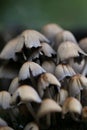 a cluster of mushrooms growing in a pile of moss on the ground Royalty Free Stock Photo